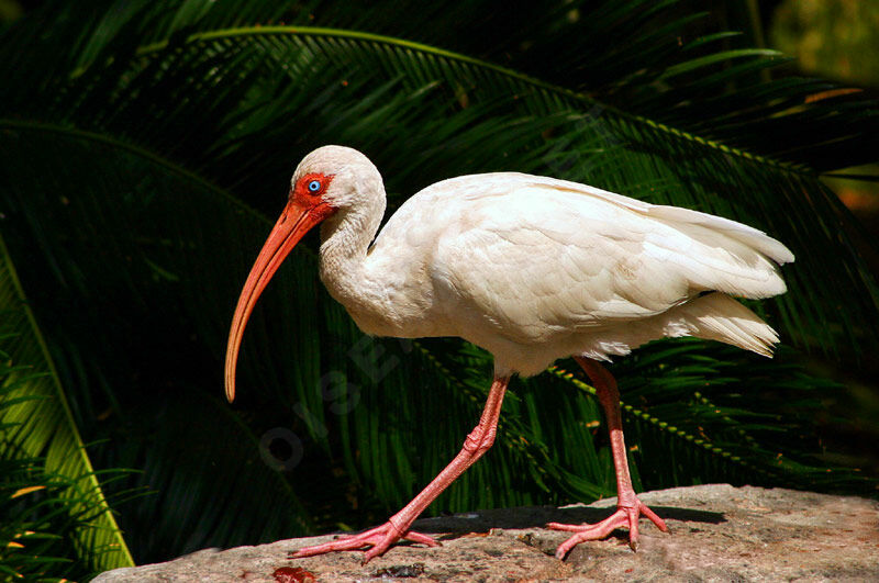 Ibis blanc