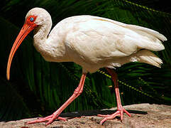 Ibis blanc