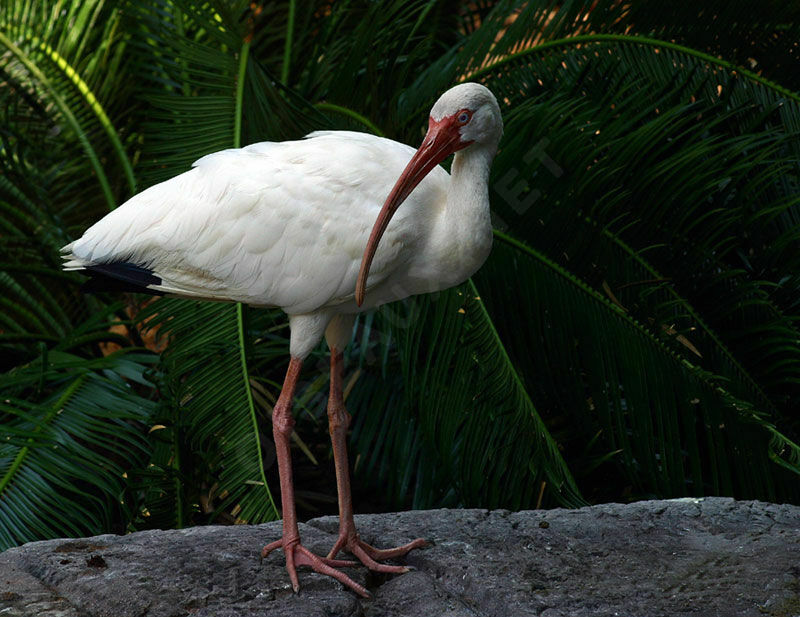 American White Ibis