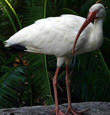 Ibis blanc