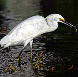 Aigrette neigeuse