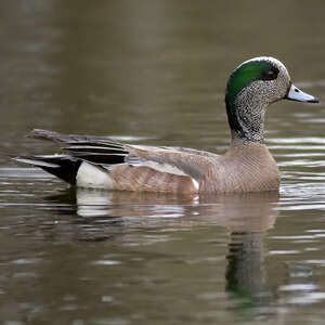 Canard à front blanc