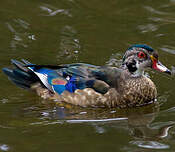 Canard carolin