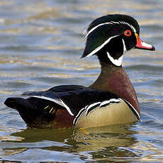 Canard carolin