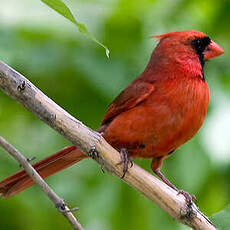 Cardinal rouge