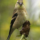 Chardonneret jaune