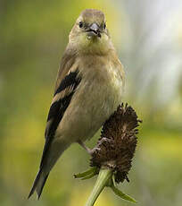 Chardonneret jaune