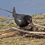 Guifette noire