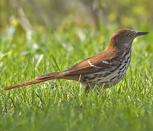 Moqueur Roux Toxostoma Rufum