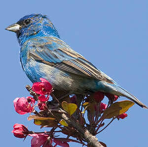 Passerin indigo