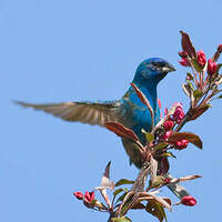 Passerin indigo