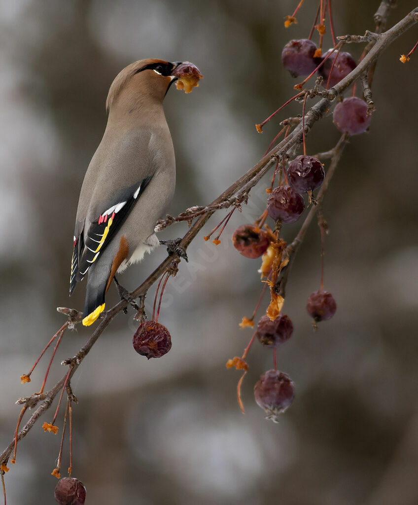 Bohemian Waxwing, identification, feeding habits, Behaviour