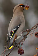 Bohemian Waxwing