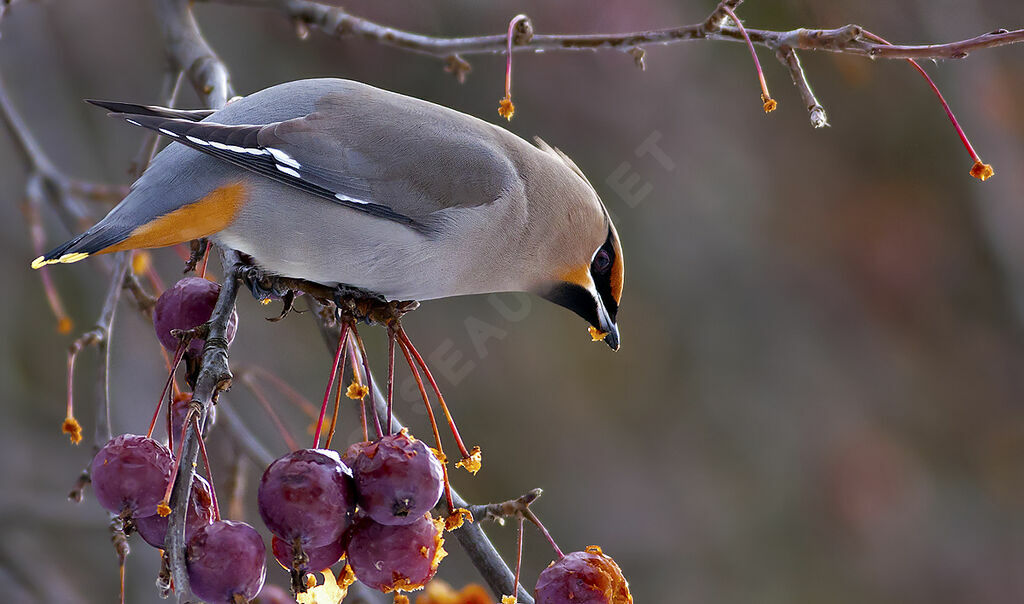 Bohemian Waxwing, identification, feeding habits, Behaviour