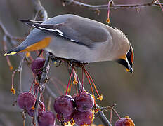 Bohemian Waxwing