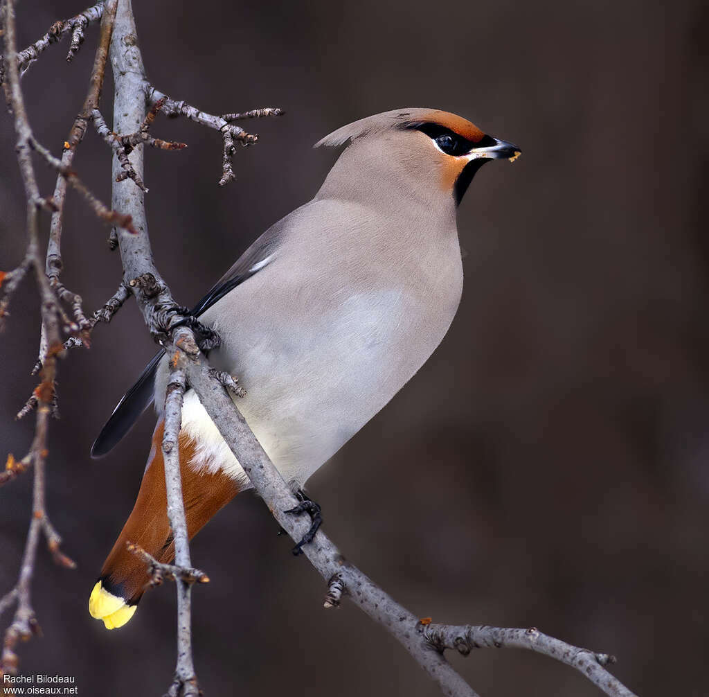 Bohemian Waxwingadult, identification