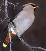 Bohemian Waxwing