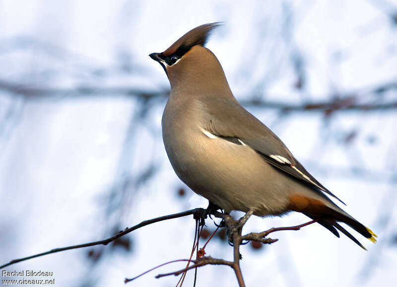 Bohemian Waxwing