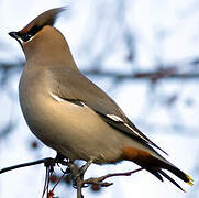 Bohemian Waxwing