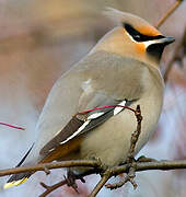 Bohemian Waxwing