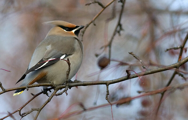 Bohemian Waxwing