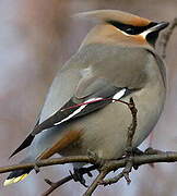 Bohemian Waxwing