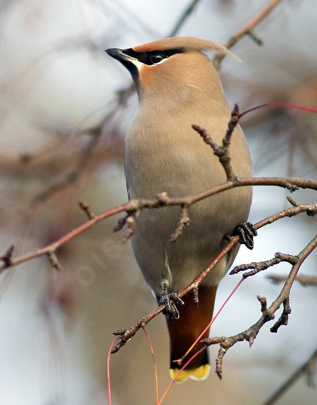 Bohemian Waxwing