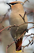 Bohemian Waxwing