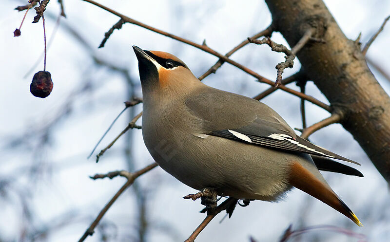 Bohemian Waxwing