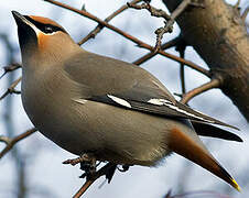 Bohemian Waxwing