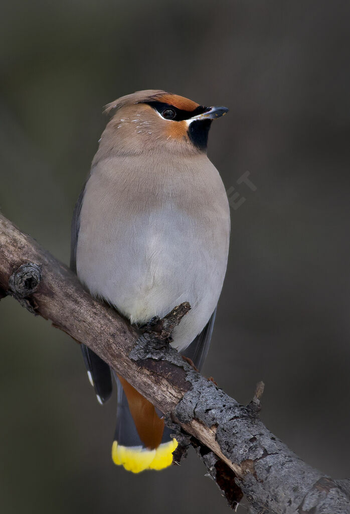 Bohemian Waxwing, identification, Behaviour