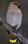 Bohemian Waxwing