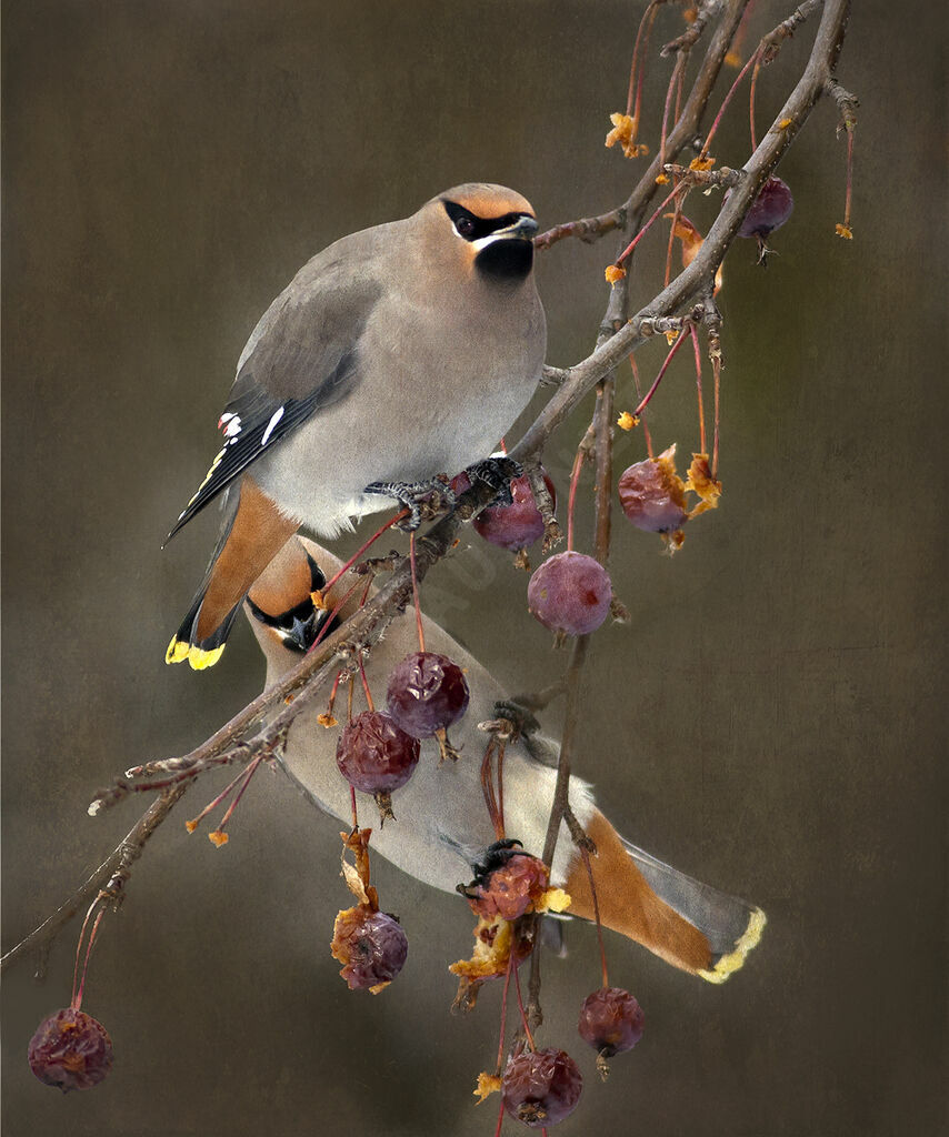 Bohemian Waxwing , identification, feeding habits, Behaviour