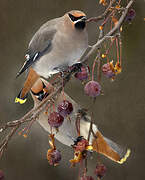 Bohemian Waxwing