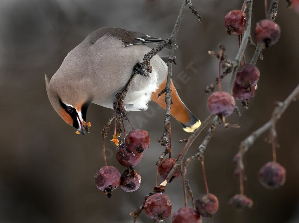 Bohemian Waxwing, identification, feeding habits, Behaviour