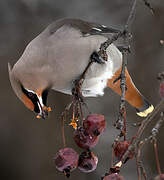 Bohemian Waxwing