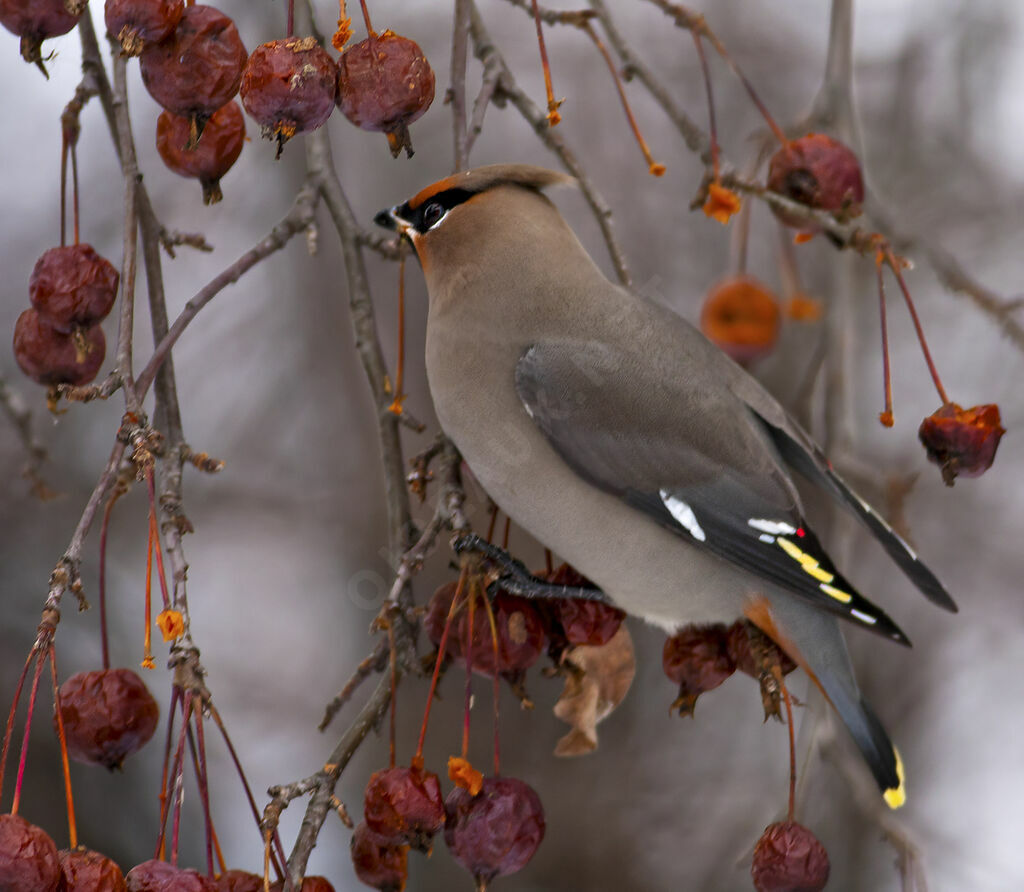 Bohemian Waxwing, identification, feeding habits, Behaviour