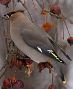 Bohemian Waxwing