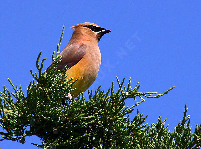 Cedar Waxwing