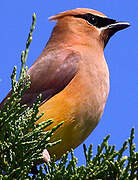 Cedar Waxwing