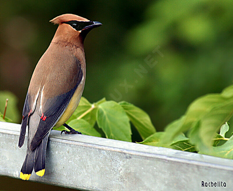 Cedar Waxwing