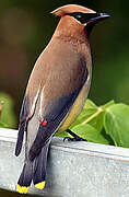 Cedar Waxwing