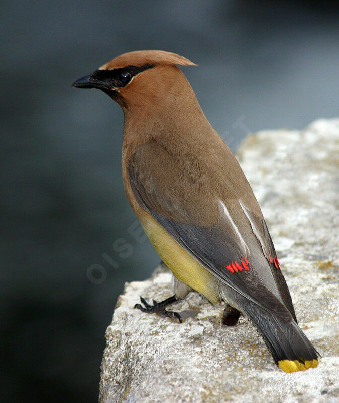 Cedar Waxwing