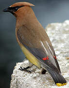 Cedar Waxwing