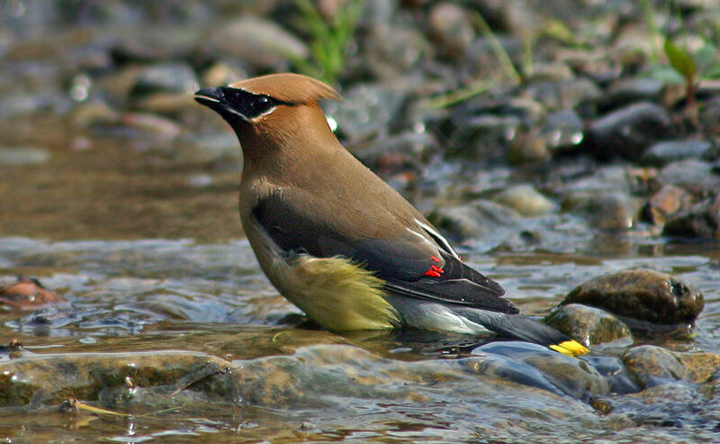 Cedar Waxwing