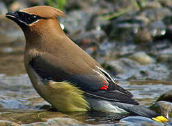 Cedar Waxwing