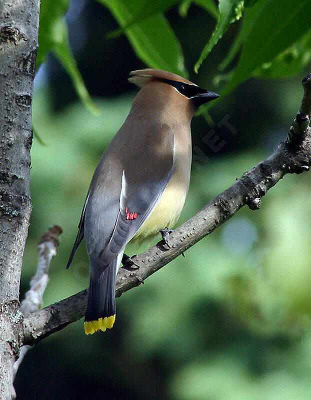 Cedar Waxwing