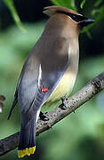 Cedar Waxwing