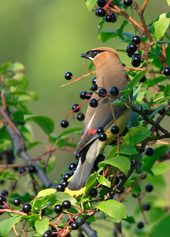 Cedar Waxwingadult