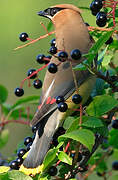 Cedar Waxwing